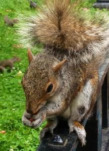 squirrell