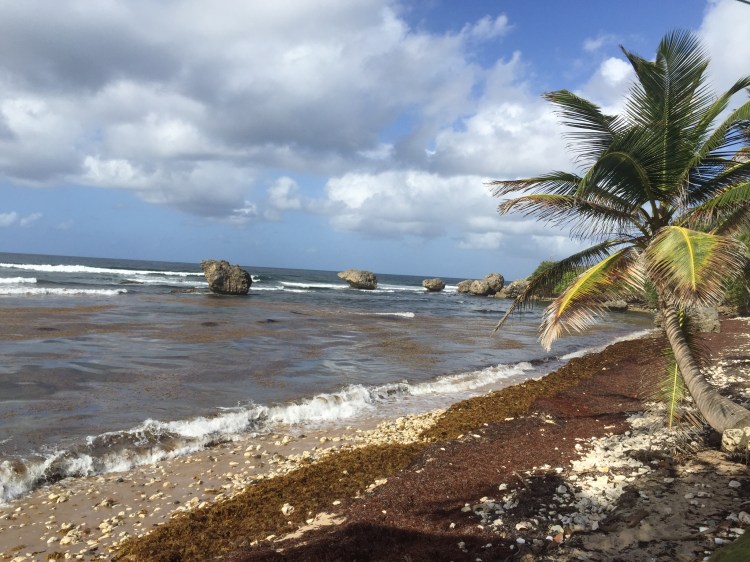 Bathsheba coast