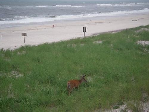 Watch Hill- Deer