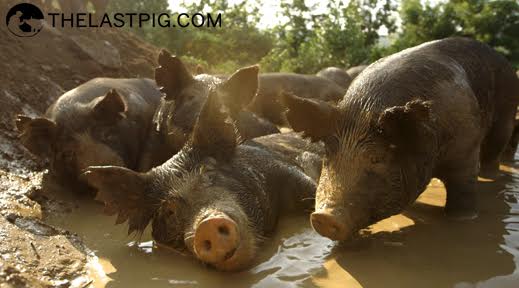 The Last Pig3