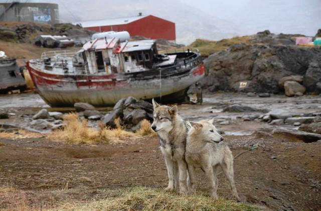 Greenland-Dogs (1)